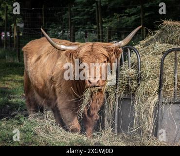 Braune Hochlandkuh in Schottland mit großen Hörnern, Futter von Heu und Blick in die Kamera Stockfoto