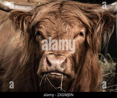 Nahporträt des Gesichts einer braunen Highland-Kuh in Schottland Stockfoto