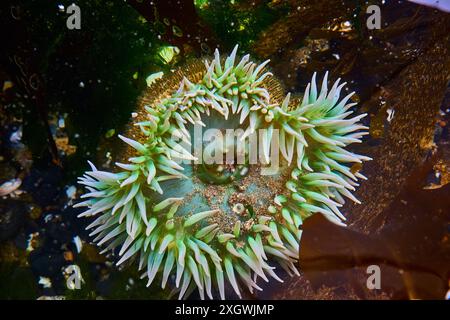 Lebhafte grüne Meeresanemone im Rocky Tide Pool aus nächster Nähe Stockfoto