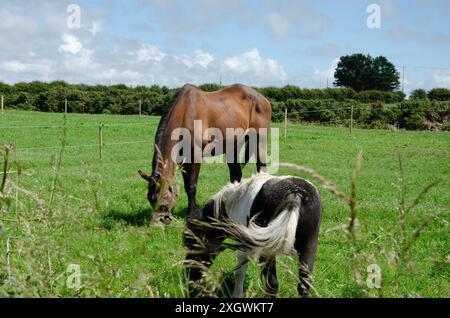 Braunes Pferd und schwarz-weißes Pony weiden auf einem Feld Stockfoto