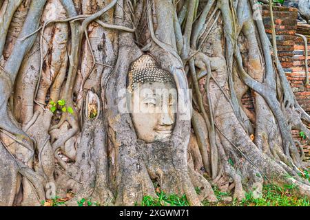 Der Buddha-Kopf in den Wurzeln, das wichtigste Wahrzeichen des Wat Mahathat Complex, Ayutthaya, Thailand Stockfoto