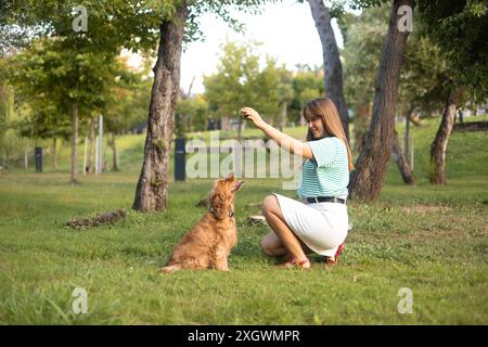 cocker Spaniel Hund, der Spaß hat und mit der jungen schönen Frau spielt Stockfoto