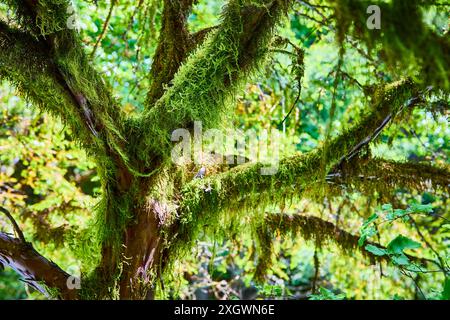 Moosbedeckte Baumzweige in der Perspektive des üppigen Waldes auf Augenhöhe Stockfoto