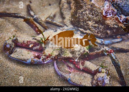 Krabbe im Tidal Pool mit Meeresalgen aus nächster Nähe Stockfoto