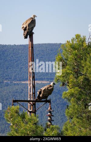 Zwei Gänsegeier (gyps fulvus), die auf einem ausgedienten Lampenpfosten im Naturpark Sierra de Mariola in Alcoy, Spanien, thronen Stockfoto