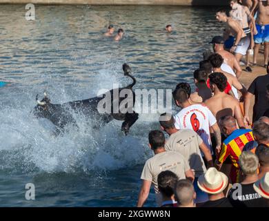 Denia, Alicante Spanien. Juli 2024. Ein Stier springt während des Bous a la Mar Festivals in Deniaor Bulls ins Meer, Credit Eduardo Ripoll. Stockfoto