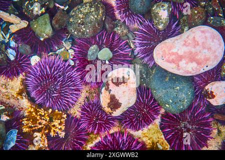 Lila Seeigel und Korallen im lebendigen Tide Pool Blick auf Augenhöhe Stockfoto