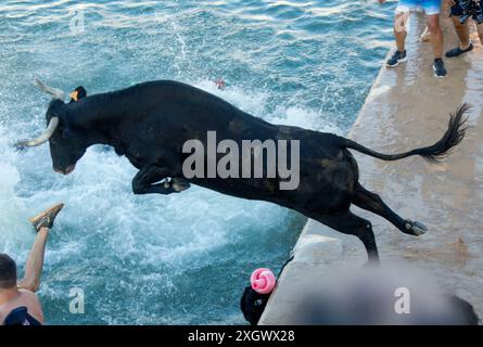 Denia, Alicante Spanien. Juli 2024. Ein Stier springt während des Bous a la Mar Festivals in Deniaor Bulls ins Meer, Credit Eduardo Ripoll. Stockfoto