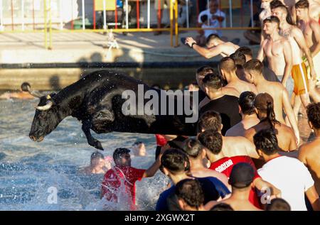 Denia, Alicante Spanien. Juli 2024. Ein Stier springt während des Bous a la Mar Festivals in Deniaor Bulls ins Meer, Credit Eduardo Ripoll. Stockfoto