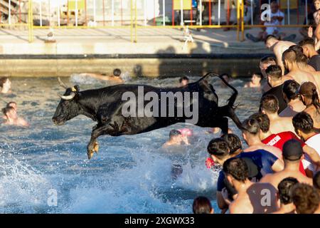 Denia, Alicante Spanien. Juli 2024. Ein Stier springt während des Bous a la Mar Festivals in Deniaor Bulls ins Meer, Credit Eduardo Ripoll. Stockfoto