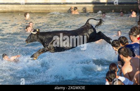 Denia, Alicante Spanien. Juli 2024. Ein Stier springt während des Bous a la Mar Festivals in Deniaor Bulls ins Meer, Credit Eduardo Ripoll. Stockfoto