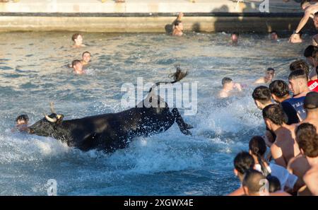 Denia, Alicante Spanien. Juli 2024. Ein Stier springt während des Bous a la Mar Festivals in Deniaor Bulls ins Meer, Credit Eduardo Ripoll. Stockfoto