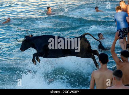 Denia, Alicante Spanien. Juli 2024. Ein Stier springt während des Bous a la Mar Festivals in Deniaor Bulls ins Meer, Credit Eduardo Ripoll. Stockfoto