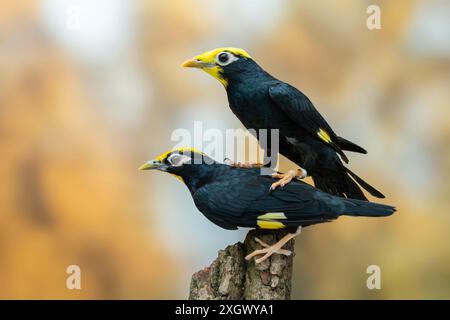 goldkamm-Myna, Ampeliceps coronatus Stockfoto