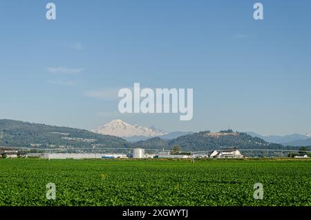 Landwirtschaftsbetriebe in Mission, Fraser Valley, British Columbia, Kanada Stockfoto