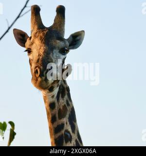 Ältere männliche Giraffe, die von Vögeln ernährt und gepflegt wird Stockfoto