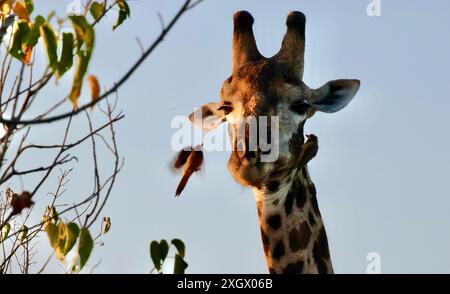 Ältere männliche Giraffe, die von Vögeln ernährt und gepflegt wird Stockfoto