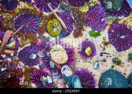 Lila Seeigel und Algen im Tide Pool aus der Vogelperspektive Stockfoto