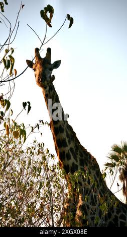 Ältere männliche Giraffe, die von Vögeln ernährt und gepflegt wird Stockfoto