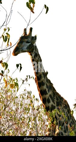 Ältere männliche Giraffe, die von Vögeln ernährt und gepflegt wird Stockfoto