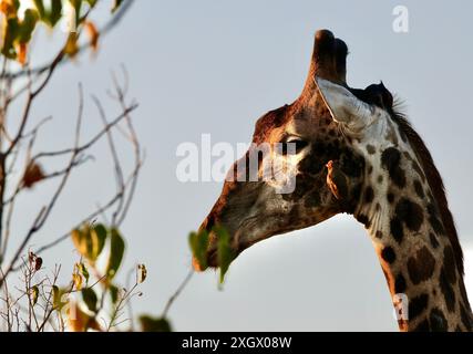 Ältere männliche Giraffe, die von Vögeln ernährt und gepflegt wird Stockfoto