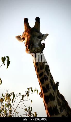 Ältere männliche Giraffe, die von Vögeln ernährt und gepflegt wird Stockfoto