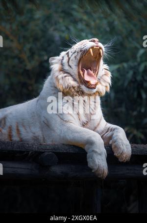 Brüllender oder gähnender weißer Tiger mit seinen Zähnen, fotografiert vor dunklem Hintergrund in der Natur Stockfoto