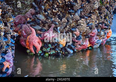 Meereslebewesen am Tidal Rock Pool auf Augenhöhe Stockfoto