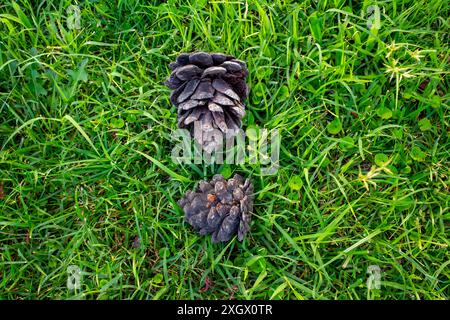 Tannenzapfen. Stockfoto