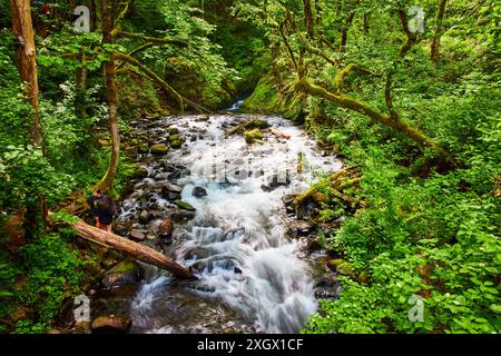 Forest Stream in Motion - erhöhte Aussicht, Columbia Gorge, Oregon Stockfoto