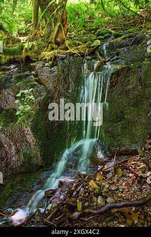 Kleine Wasserfälle, die über Mossy Rocks im dichten Wald von Low Angle kaskadieren Stockfoto