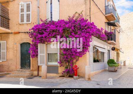 Lila Bougainvillea-Blumen säumen die Wände über den Geschäften in der Altstadt von Saint-Tropez, Frankreich, an der französischen Riviera Cote d'Azur. Stockfoto