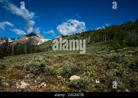 Williams Peak vom Marshall Lake Trail des Sawtooth Forest in Idaho. Stockfoto