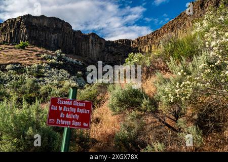 Syringa, die Idaho State Flower, blüht an den Hängen unterhalb der Basaltklippen entlang des Boise River Canyon östlich von Boise. Stockfoto