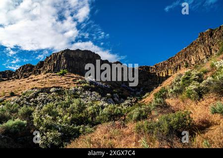 Syringa, die Idaho State Flower, blüht an den Hängen unterhalb der Basaltklippen entlang des Boise River Canyon östlich von Boise. Stockfoto