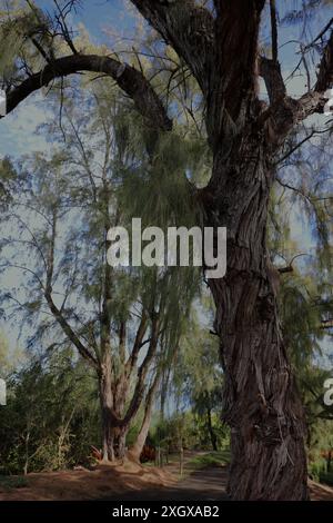 Ein Athel Tamarisk-Baum, der in den Na Aina Kai Botanical Gardens in Kauai, Hawaii, USA, wächst Stockfoto