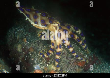 Blauringiger Tintenfisch, Hapalochlaena sp, Tauchplatz Pantai Parigi, Lembritstraße, Sulawesi, Indonesien Stockfoto