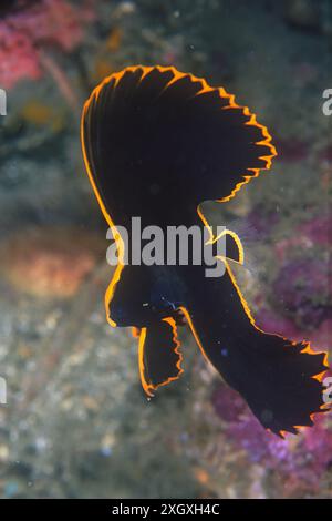 Junge gefiederte Spadefish, Platax pinnatus, Nachttauchgang, Nudi Retreat Tauchplatz, Lembeh Straits, Sulawesi, Indonesien Stockfoto