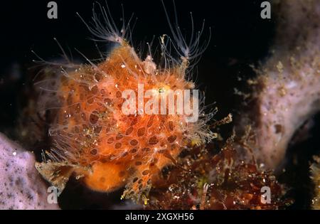 Junger gestreifter Anglerfisch, Antennarius striatus, Tauchplatz Pantai Parigi, Lembeh Straits, Sulawesi, Indonesien Stockfoto