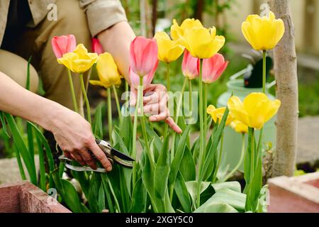 Hände einer nicht erkennbaren Gärtnerin mit einem Gartenentaster, der gelbe und rosa Tulpen schneidet, die auf Blumenbeeten im modernen Gartencenter wachsen Stockfoto