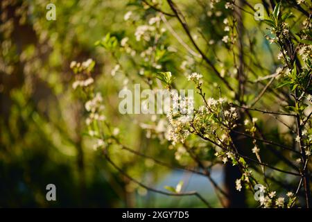 Mehrere dünne und zerbrechliche Zweige des Kirschbaums mit winziger Blüte und grünen Blättern, die vor der Kamera im Garten wachsen Stockfoto