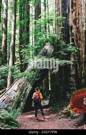 Eine Person mit Rucksack steht auf einem Waldweg, umgeben von hohen Mammutbäumen. Stockfoto