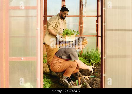 Reifer männlicher Landwirt mit einer Schachtel grüner Tomatensämlinge, die neben der Frau in Arbeitskleidung steht und Pfeffer auf dem Blumenbeet neu pflanzt Stockfoto