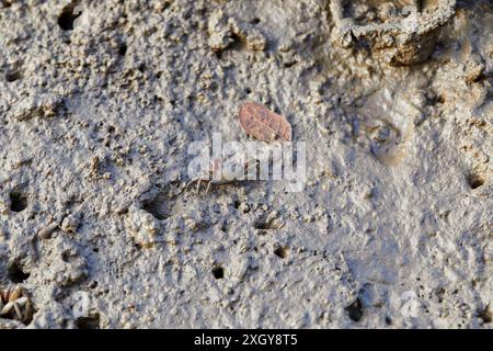 Nahaufnahme der Fiddler-Krabbe im Schlamm der Feuchtgebiete Stockfoto