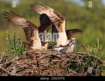 Familie Osprey ins Nest, Quebec, Kanada Stockfoto