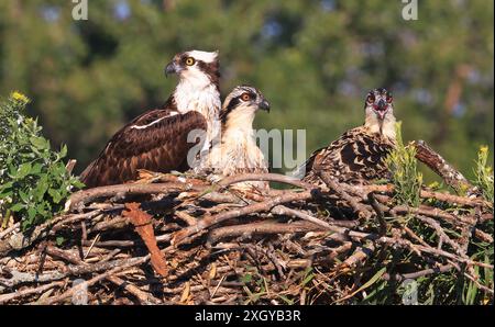 Familie Osprey ins Nest, Quebec, Kanada Stockfoto