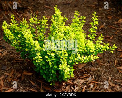 Nahaufnahme der goldgelben Blätter des niedrig wachsenden Gartenstrauchs berberis thunbergii maria. Stockfoto