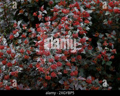 Nahaufnahme des purpurnen Laubs des mehrjährigen Gartenstrauchs Physocarpus opulifolius diabolo. Stockfoto