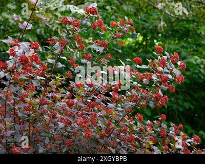 Nahaufnahme des purpurnen Laubs des mehrjährigen Gartenstrauchs Physocarpus opulifolius diabolo. Stockfoto