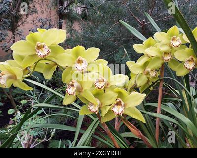 Orchideen in voller Blüte Stockfoto